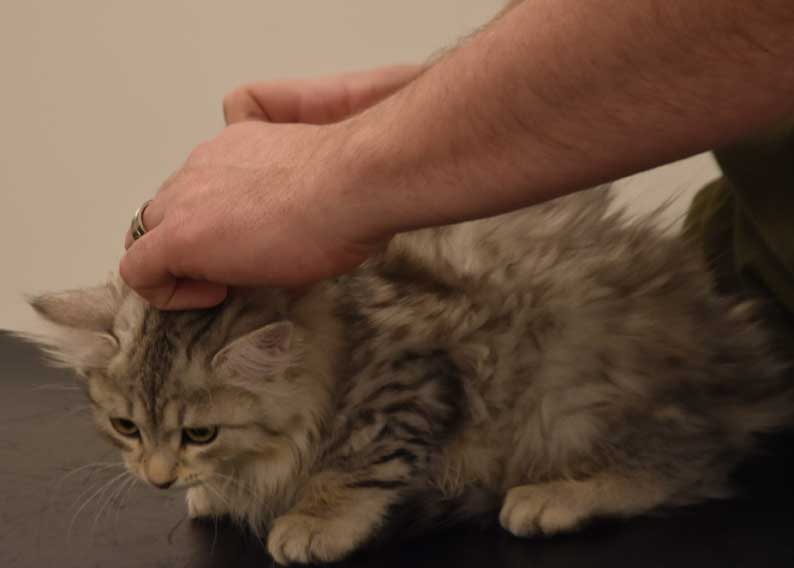 Sibirisk kattunge Nike