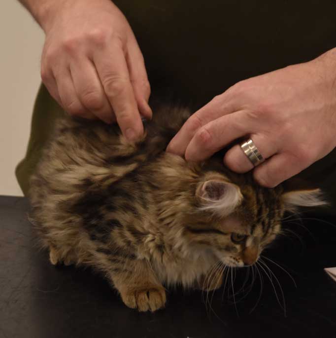Sibirisk kattunge Nele