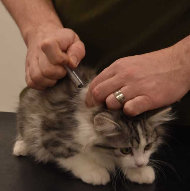 Sibirisk kattunge Noel
