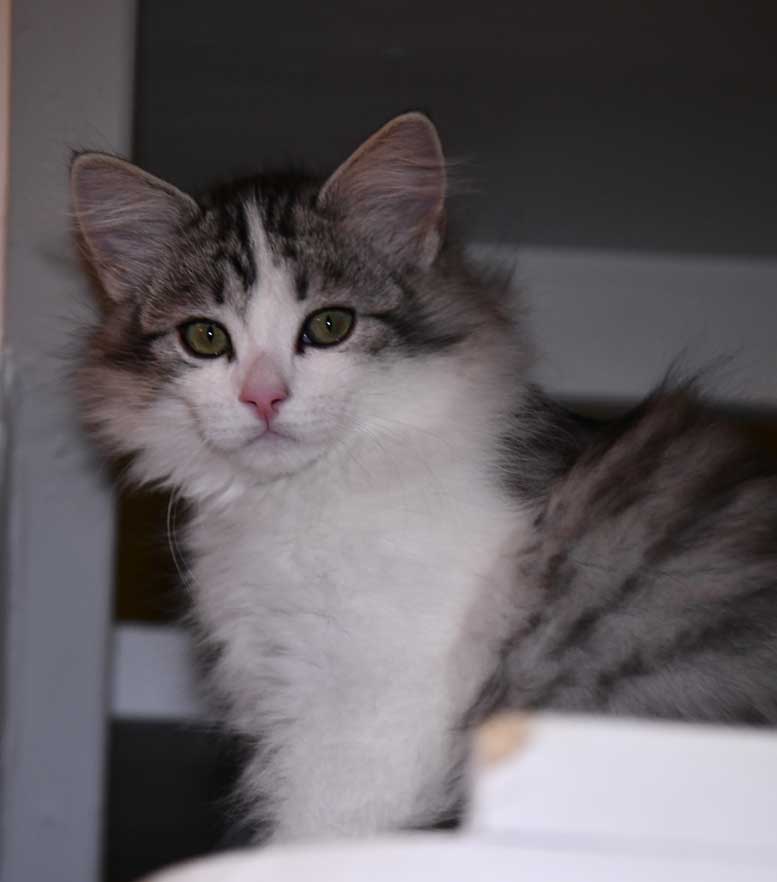 Sibirisk kattunge Noel