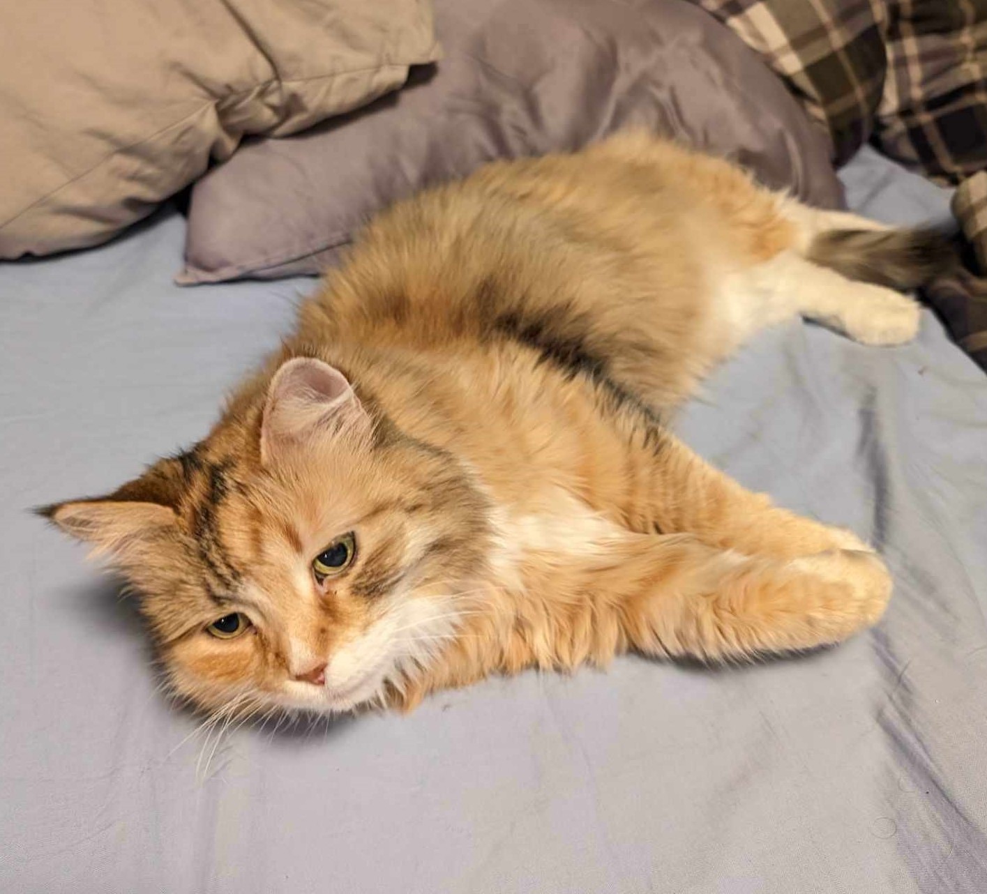 Sibirisk katt Dani