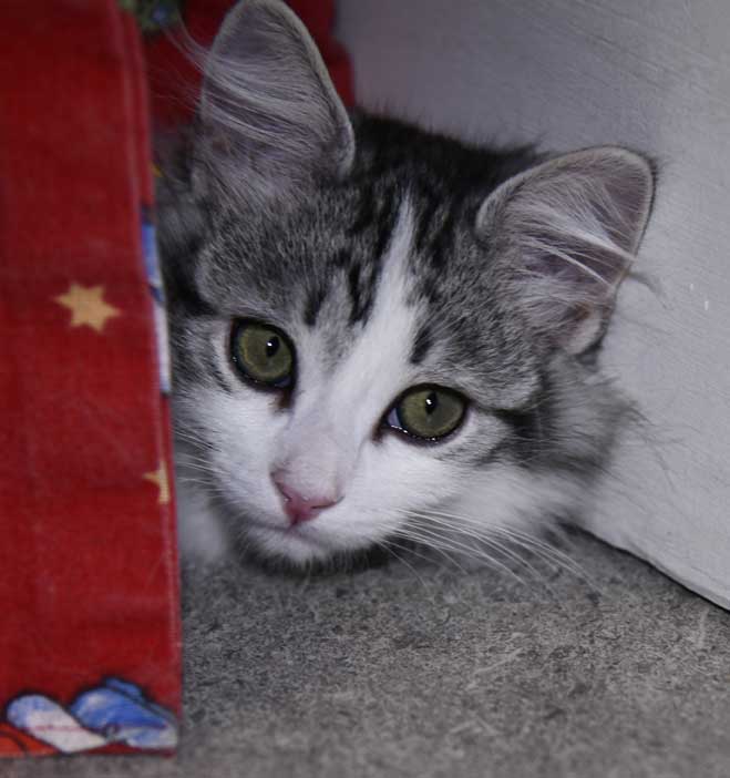 Sibirisk katt Noel