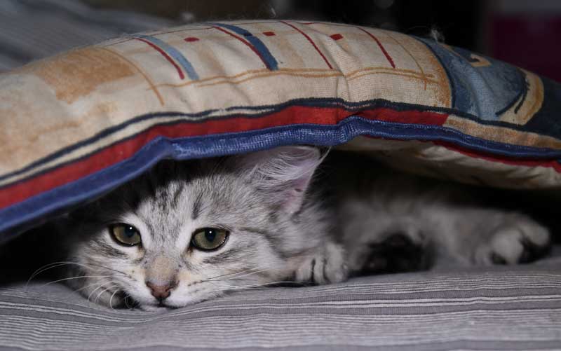 Sibirisk kattunge Nike