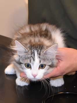 Sibirisk kattunge Noël