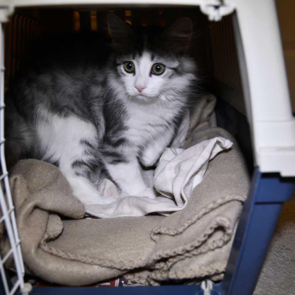 Sibirisk kattunge Noël