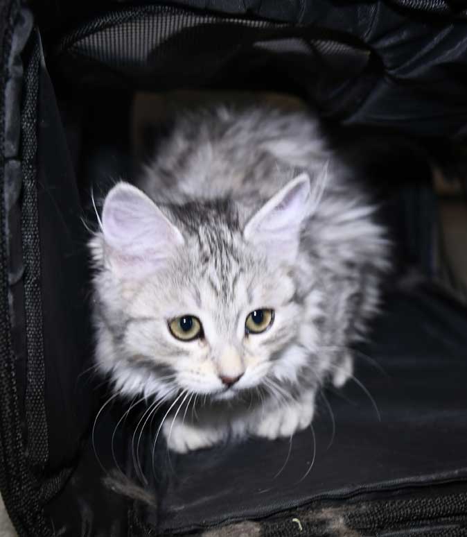 Sibirisk kattunge Nike