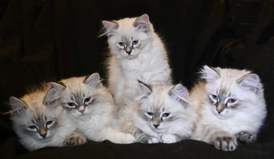 Neva Masquerade kattungar O3-kull