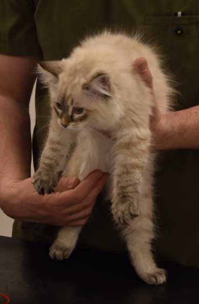 Neva Masquerade kattunge Oberon