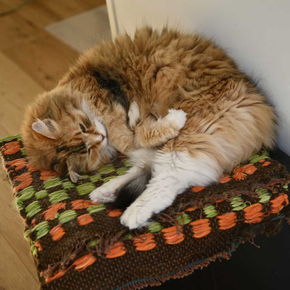 Sibirisk katt Dani