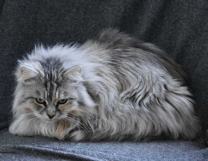 Sibirisk katt Zinnie