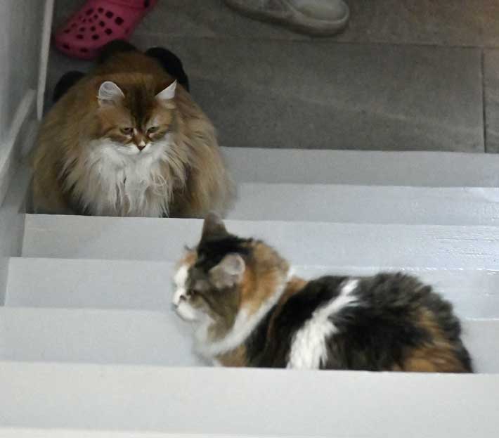 Sibirisk katt Uni o Colbie