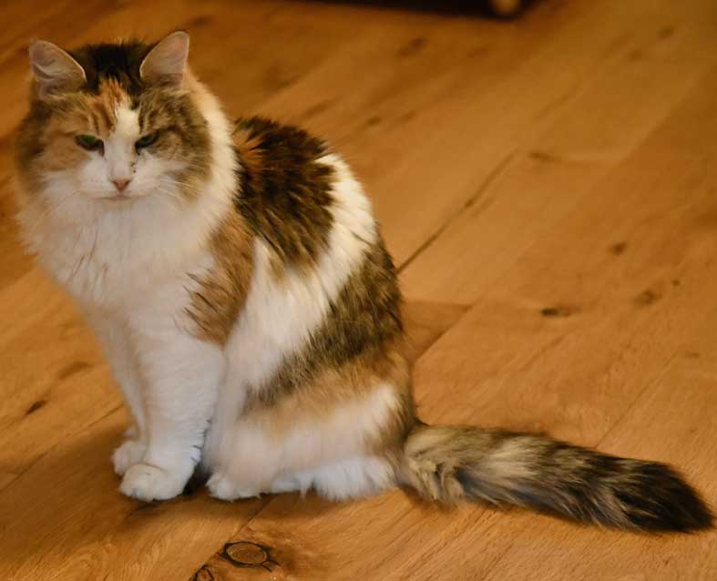 Sibirisk katt Colbie