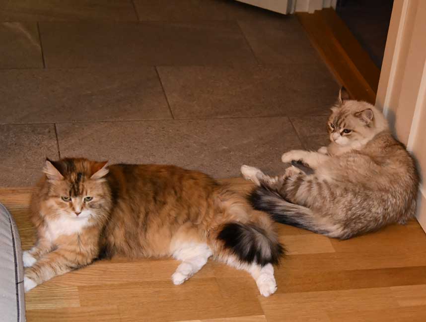 Sibirisk katt Dani o Whiffi