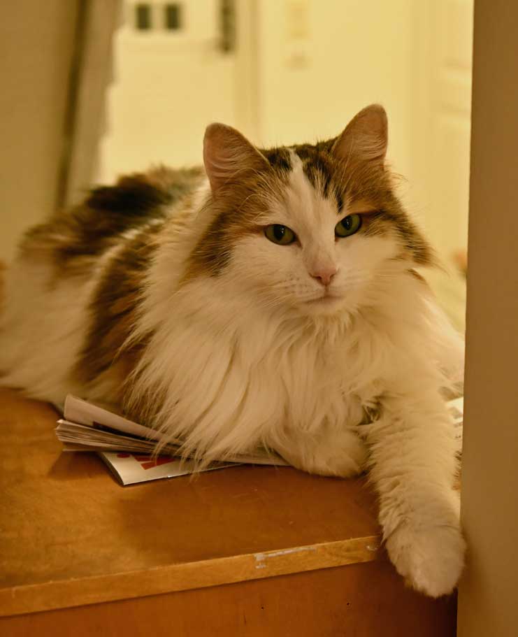 Sibirisk katt Tracie