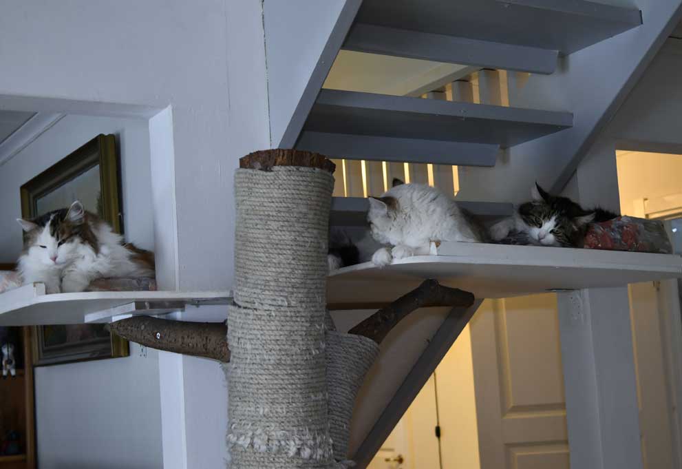 Sibirisk katt Tracie Whiffi Vickie