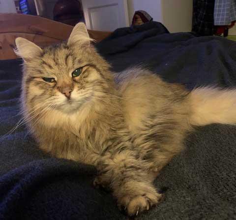 Sibirisk katt Gabbie