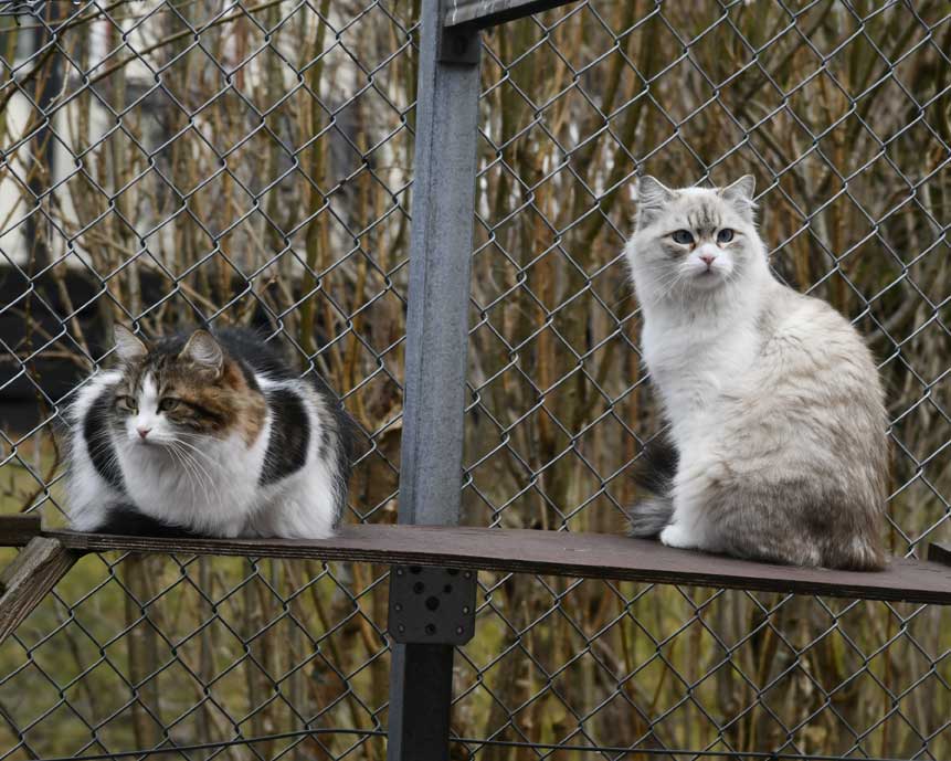 Sibirisk katt Vickie o Whiffi