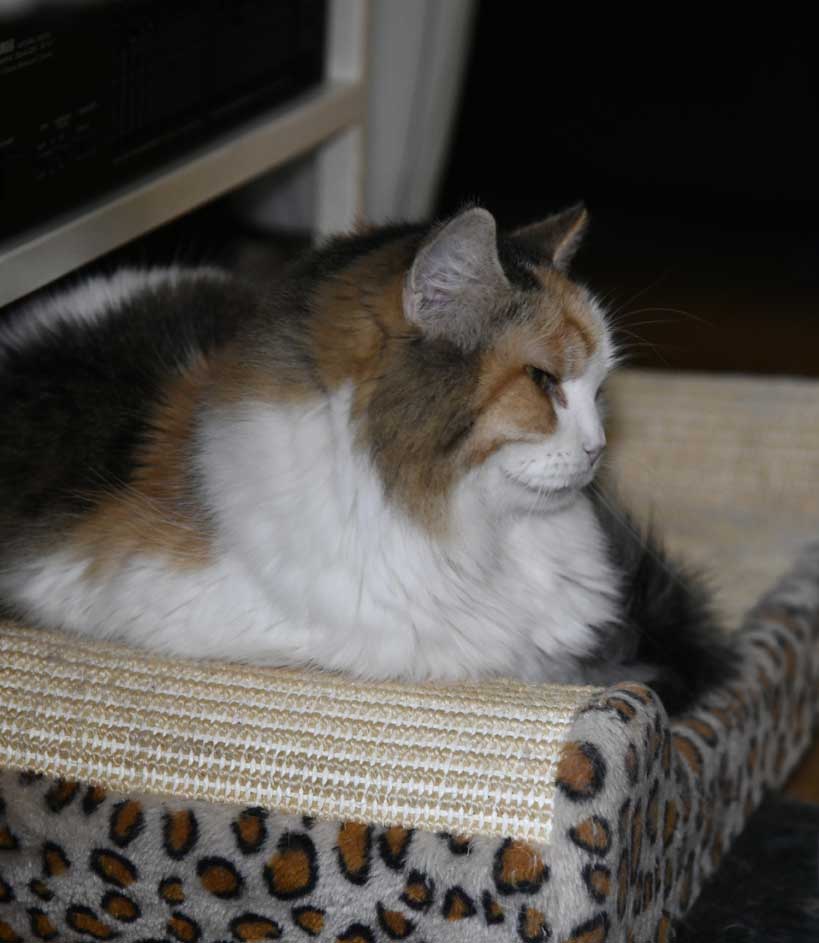 Sibirisk katt Colbie