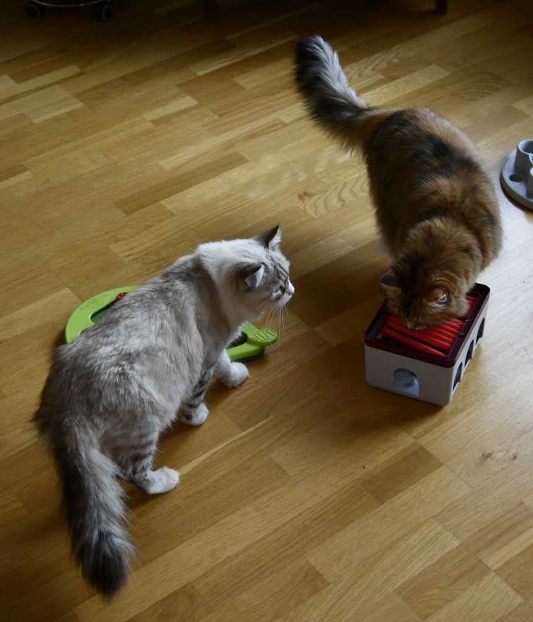 Sibirisk katt Whiffi o Dani