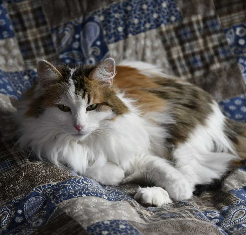 Sibirisk katt Tracie