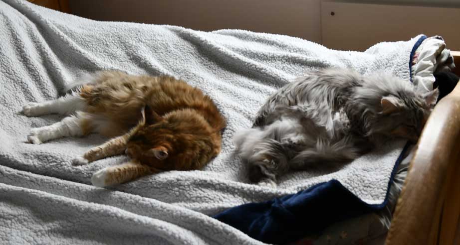 Sibirisk katt Dani och Zinnie