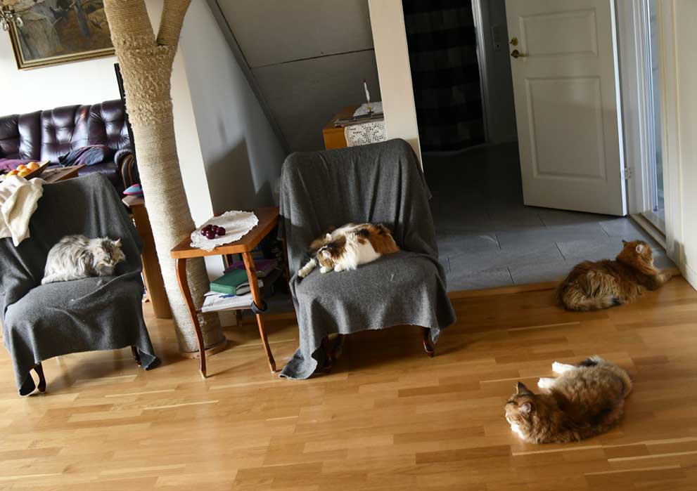 Sibirisk katt Dani Zinnie Uni Tracie