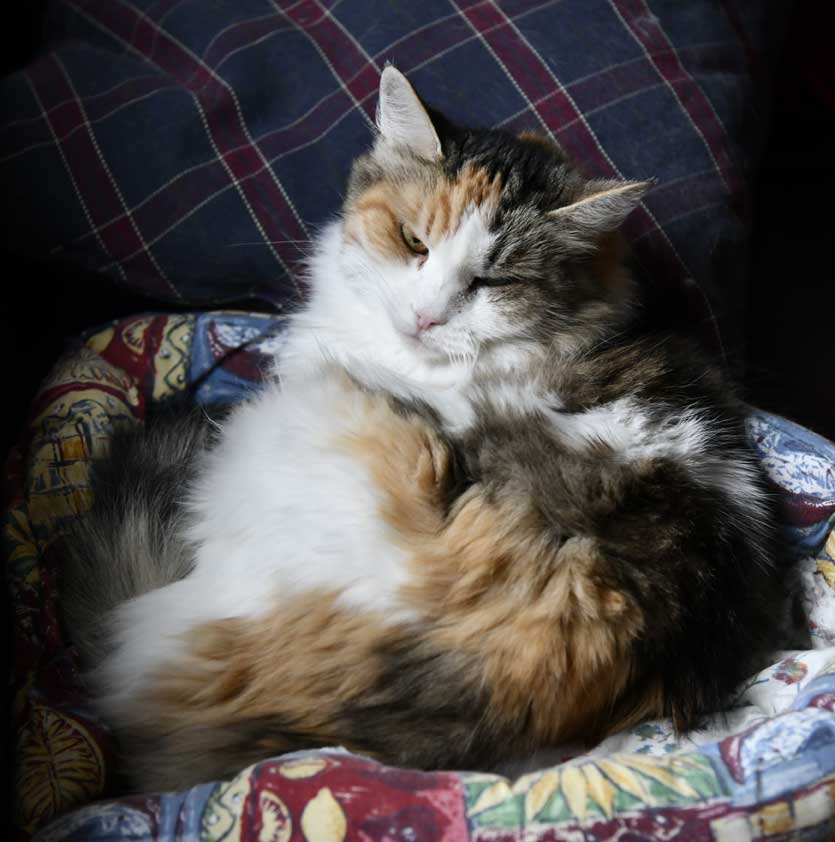 Sibirisk katt Colbie