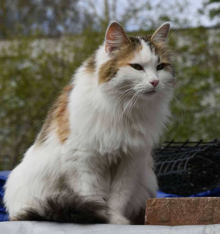 Sibirisk katt Tracie