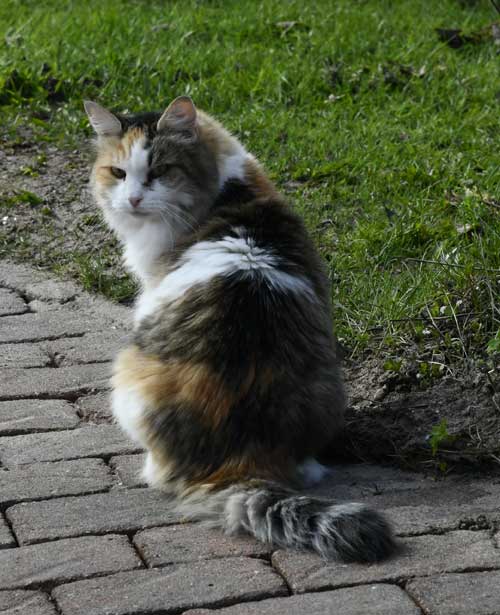 Sibirisk katt Colbie