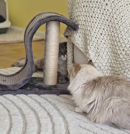 Neva Masquerade katt Kinira och Whiffi