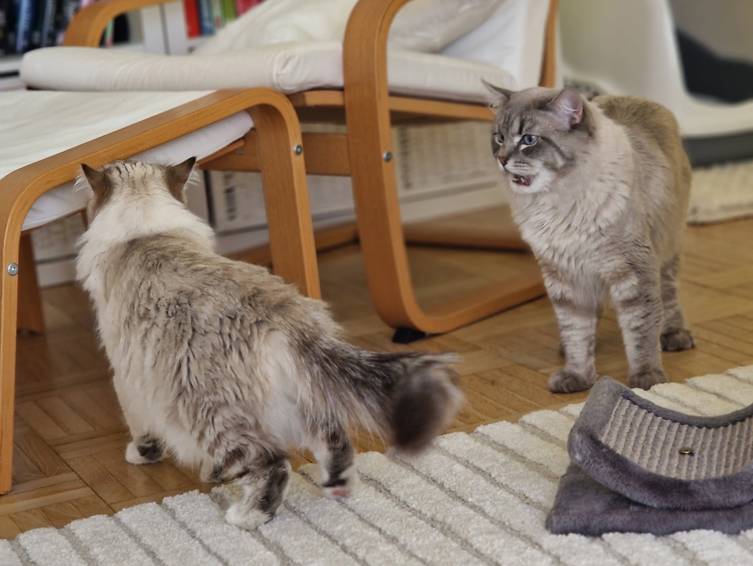 Neva Masquerade Whiffi och Kiniro