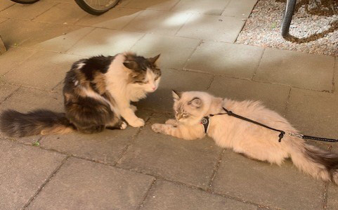 Sibirisk katt Neva Caphir Oberon