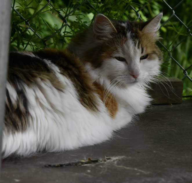 Sibirisk katt Tracie