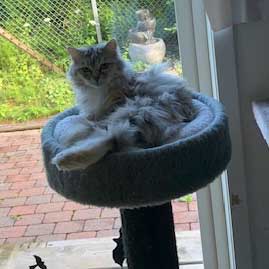 Sibirisk katt Zinnie