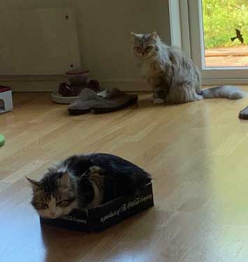Sibirisk katt Zinnie och Vickie