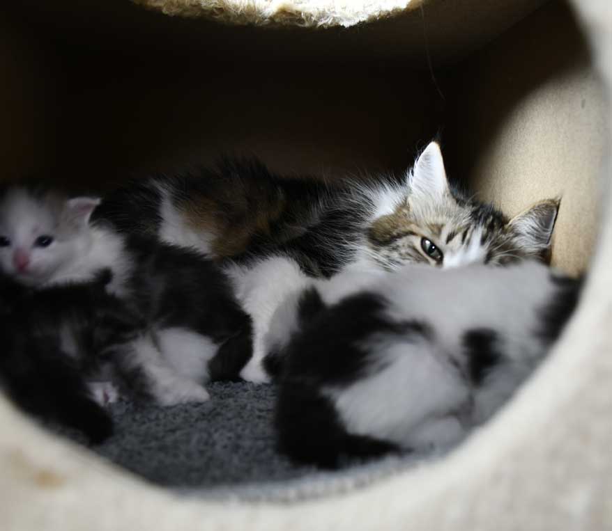 Sibiriska kattungar P3-kull