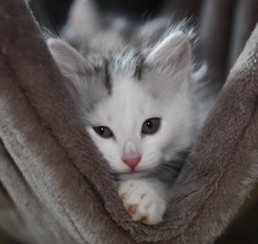 Sibirisk kattunge Polina