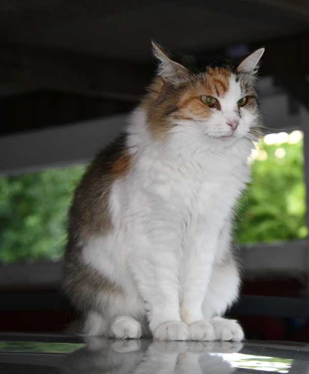 Sibirisk katt Colbie
