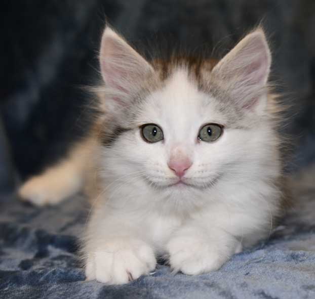 Sibirisk kattunge Pavo