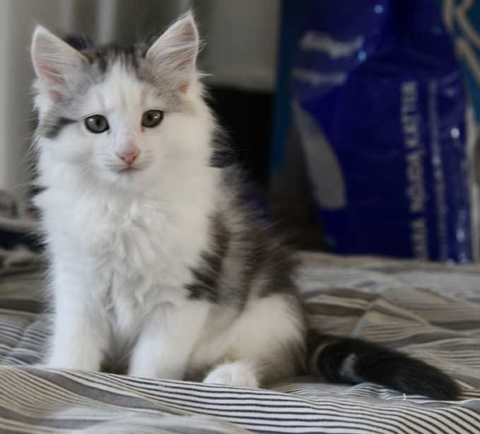 Sibirisk kattunge Pavo