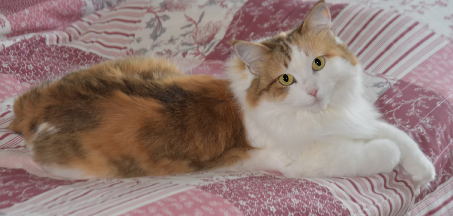 Sibirisk katt Nymphe
