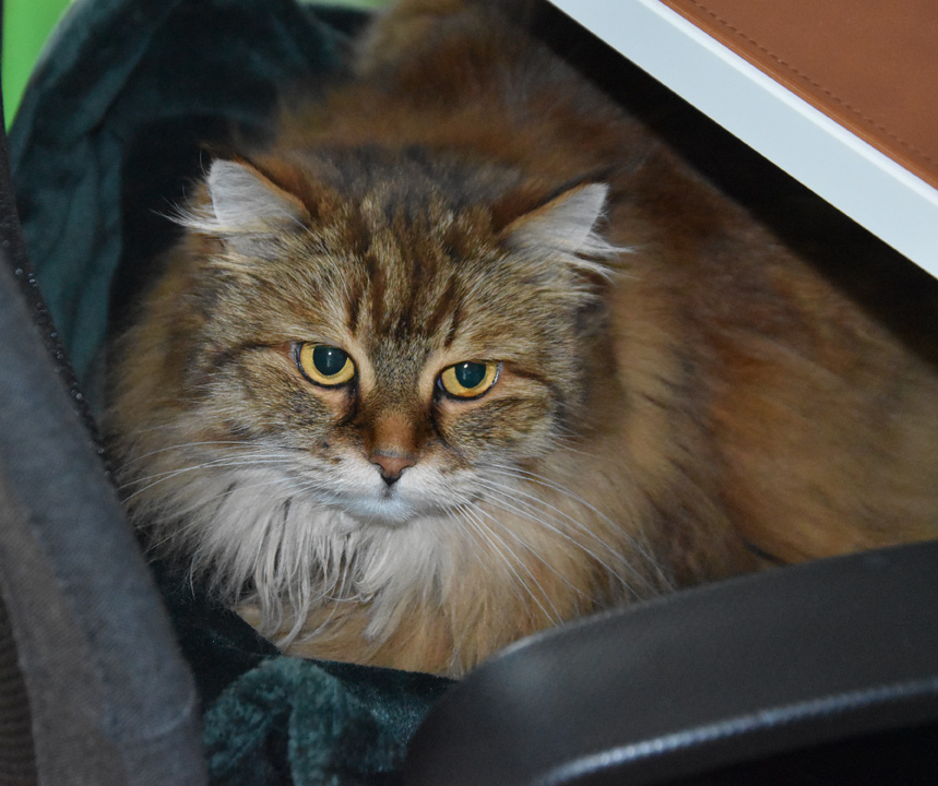 Sibirisk katt Orinda