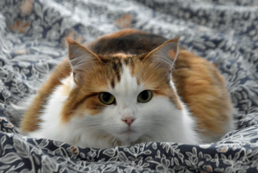 Sibirisk katt Nymphe