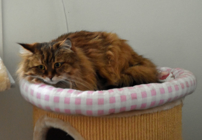 Sibirisk katt Orinda