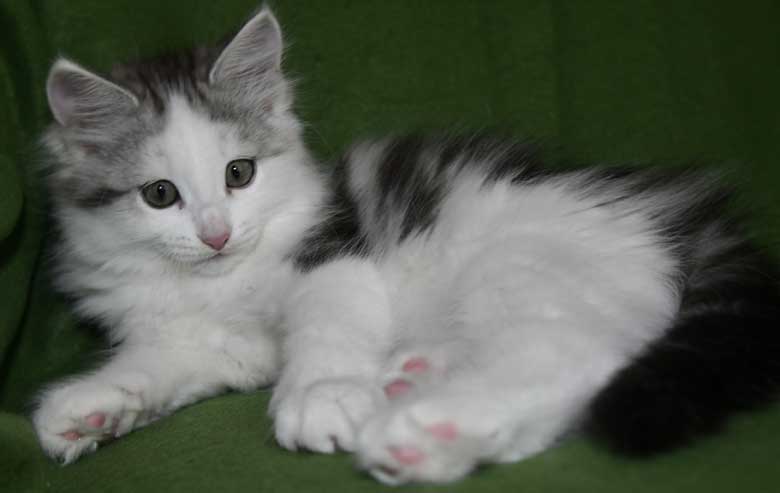 Sibirisk kattunge Pavo