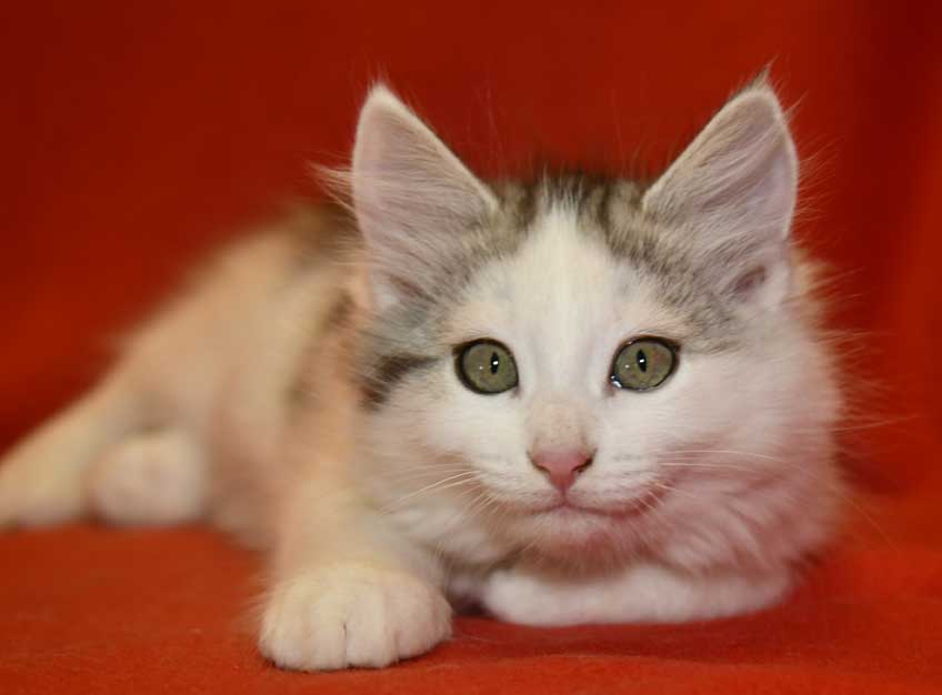 Sibirisk kattunge Pavo
