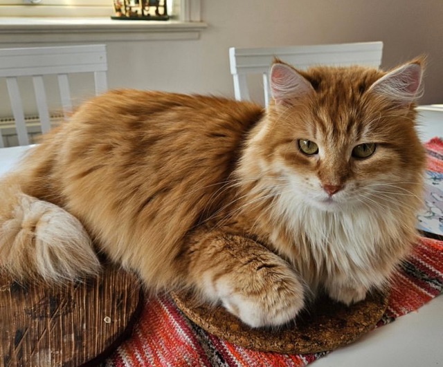 Sibirisk katt Ferrari