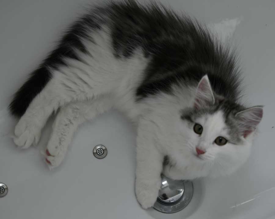 Sibirisk kattunge Pavo