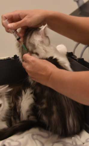 Sibirisk kattunge Picasso