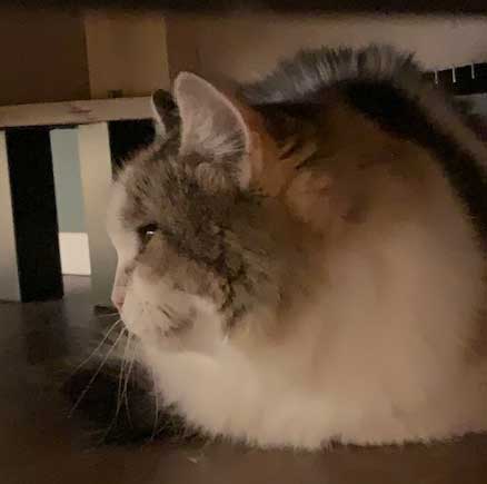 Sibirisk katt Colbie